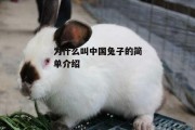 为什么叫中国兔子的简单介绍